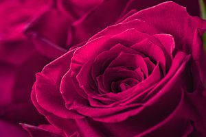 Nahaufnahme von schönen rosa Rosen