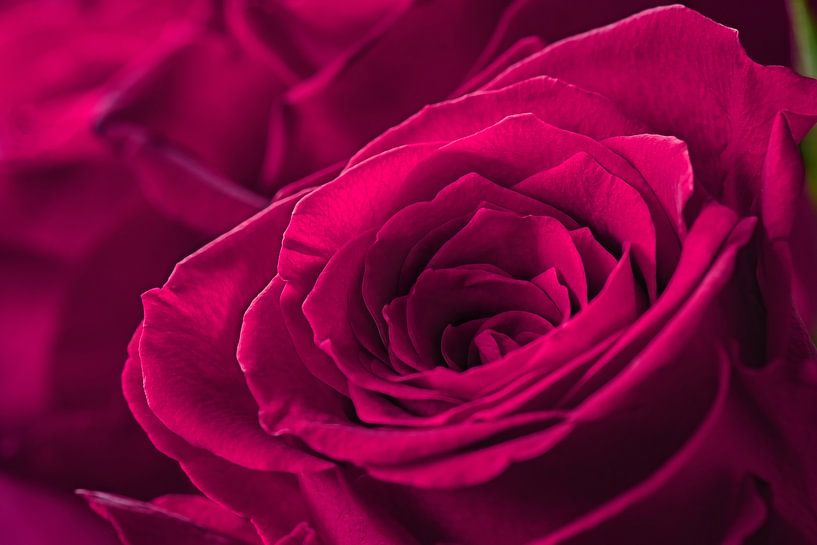 Close-up van mooie roze rozen van Chi