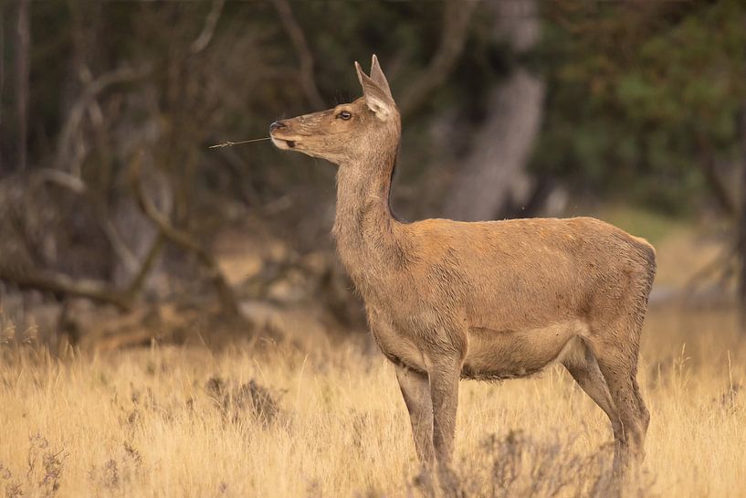 Deer on the Hoge Veluwe, rutting season by Gert Hilbink