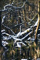 Aigrette garzette et héron cendré dans la neige avec de l'eau réfléchissante