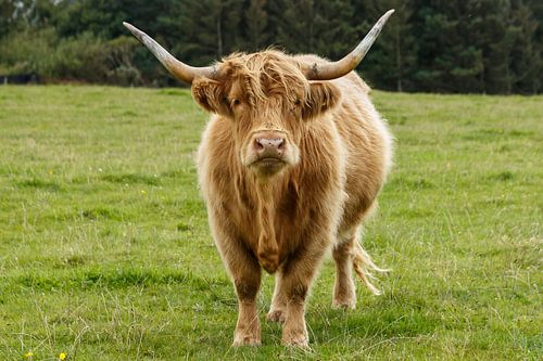 Scottish Highlander looks at you penetratingly