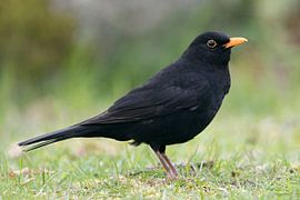 Common Blackbird * Turdus merula *