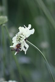 Flowers, white, insects, nature