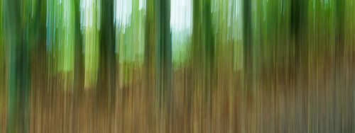 Het groene bos (ICM, panorama)