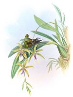 Letitia, John Gould