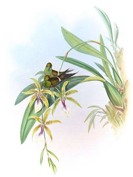 Letitia, John Gould van Hummingbirds