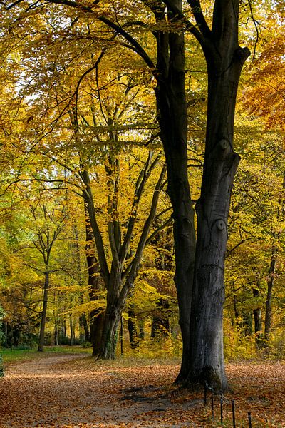 Fall in Sanssouci Park by Lavieren Photography