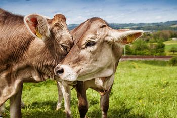 Cows show affection to each other