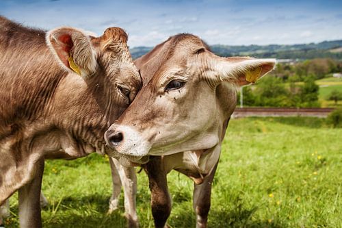 Koeien tonen genegenheid voor elkaar