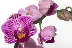 Mooie paarse Orchidee von Saskia Bon
