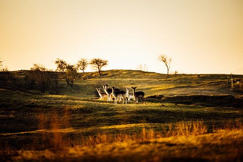 Natuurfotografie - Herten in Amsterdamse Waterleidingduinen