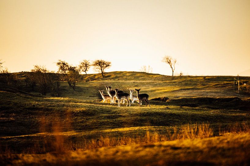 Photographie de nature - Cerf dans les dunes d'approvisionnement en eau d'Amsterdam par Michiel de Bruin