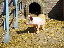 Little piggy by Ruud Nieterau