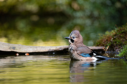 Jay