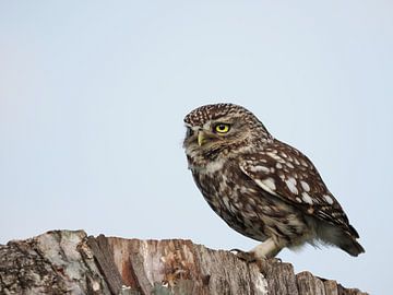 Little owl on tree stump with light blue background