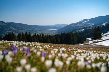 Crocus meadow above the Hündlekopf with view of the Alpsee in spring in the Allgäu Alps by Leo Schindzielorz