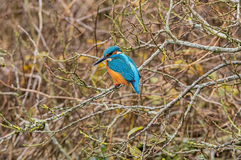 Eisvogel in den Weerribben Wieden von Merijn Loch