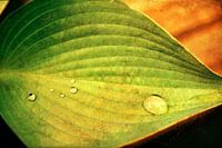 Groene Hosta