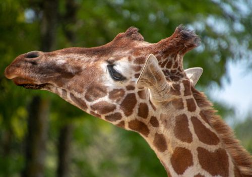 Giraffe with head only 2