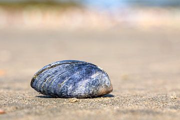 Blauwe mossel op het strand (1) van Sia Windig