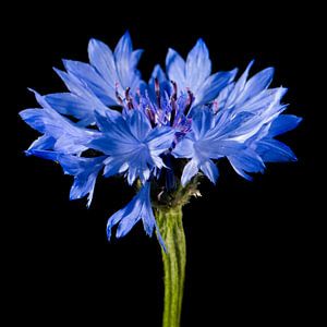 Kornblume