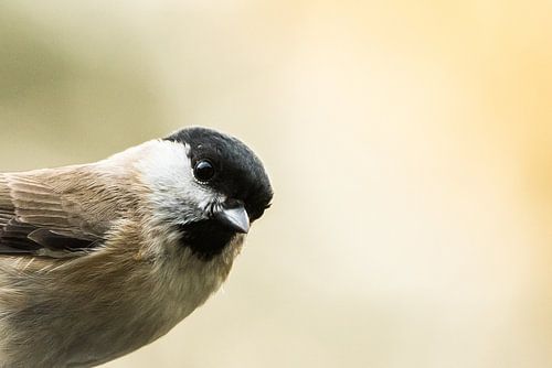 Close-up van een glanskop