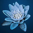 Blaue Seerose von Art by Jeronimo Miniaturansicht