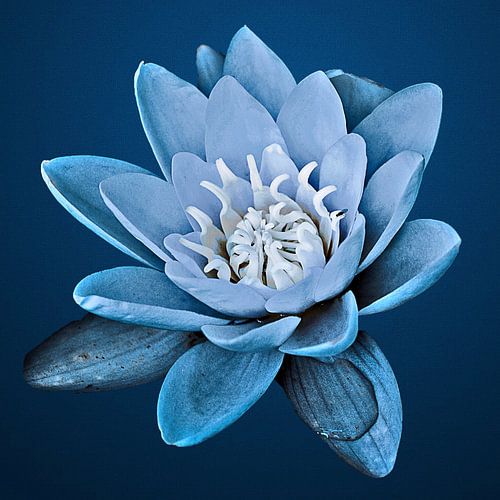 Blue water lily