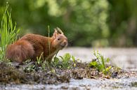 Rode eekhoorn nieuwsgierig kijkend van Carla Odink thumbnail