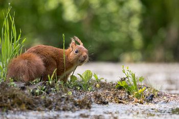 Rode eekhoorn nieuwsgierig kijkend