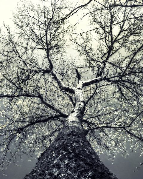 arbre au printemps avec des fleurs par Anouschka Hendriks