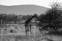 South Africa