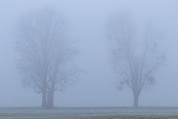 Vier bomen in de mist van Your Happy Life