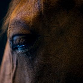 Overdenking (portret van een paard)