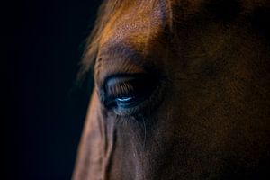 Contemplation (portrait d'un cheval) sur Heleen van de Ven