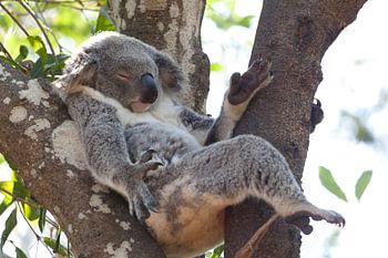 Koala beer rust uit in een boom,  Queensland, Australia