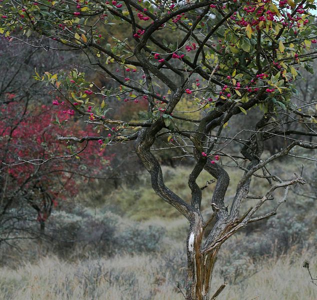 Herfstboom van I Baay
