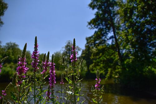 La nature à Oss