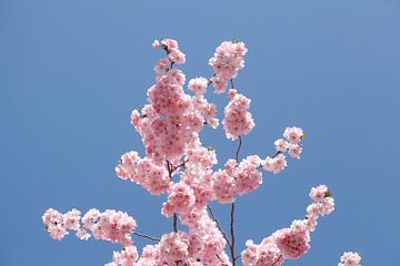Fleur de cerisier, ciel bleu