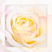 silence of the rose