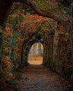The lane in low zuthem by Thomas Bartelds thumbnail