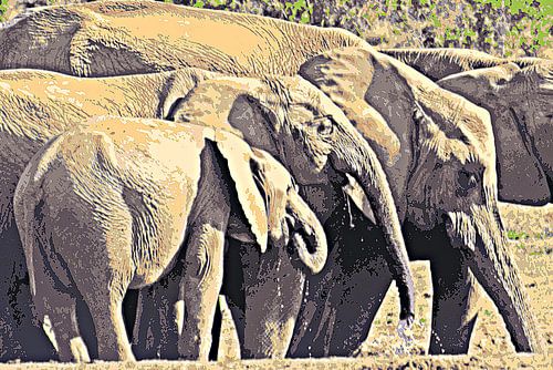 Elephants at a waterhole mixed media