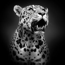 Jaguar sur ilona van Bakkum