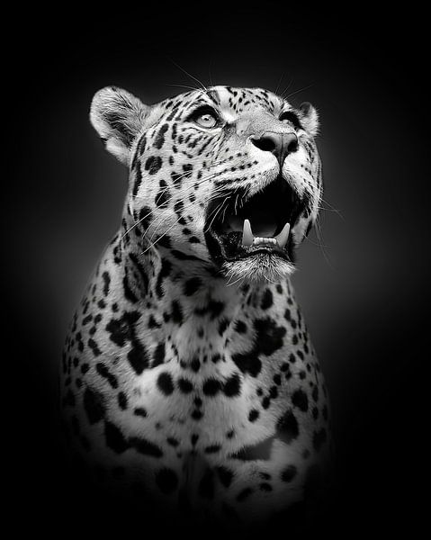 Jaguar von ilona van Bakkum