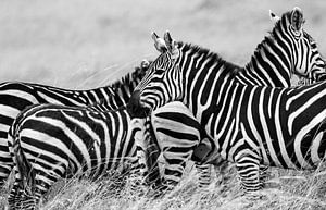 Zebra onderonsje von Van Renselaar Fotografie