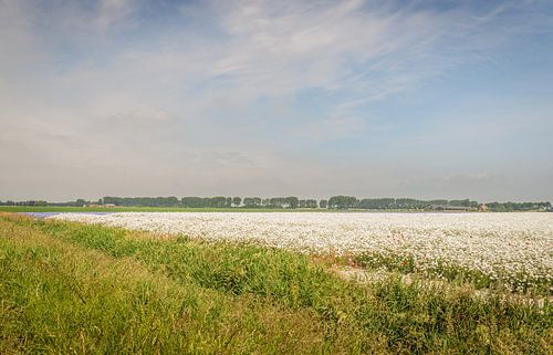 Landschaft mit einem großen Feld voller blühender Margeriten