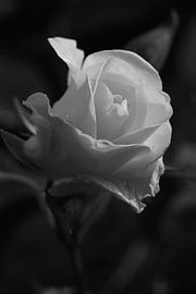 Roos by Ruth de Jong