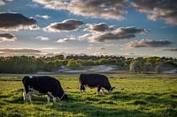 The cows
