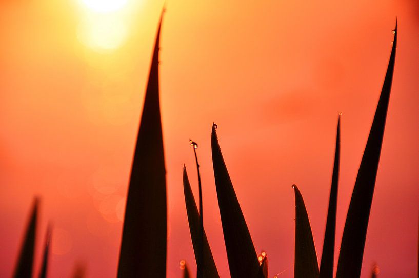 Sonnenuntergang in Achterhoek am Fluss Oude IJssel von Arno Wolsink