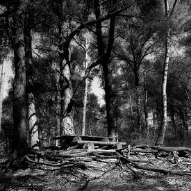 Wurzeln im Wald von Lutterzand von R Smallenbroek